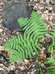 Osmunda claytoniana