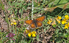 Melitaea varia