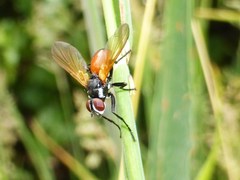 Huttonobesseria verecunda