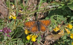 Melitaea varia