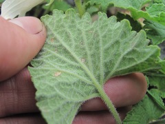 Campanula alliariifolia