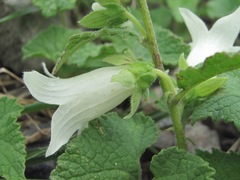 Campanula alliariifolia