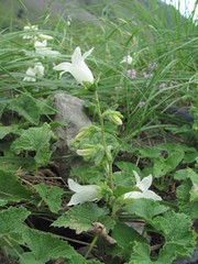 Campanula alliariifolia