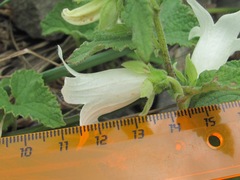 Campanula alliariifolia