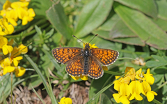 Melitaea varia