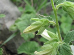 Campanula alliariifolia