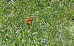 Melitaea varia