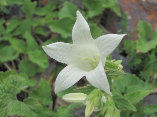 Cornish Bellflower