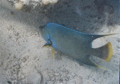 Holacanthus bermudensis