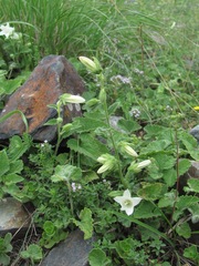 Campanula alliariifolia