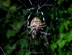 Araneus ventricosus