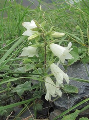 Campanula alliariifolia