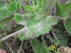 Campanula alliariifolia
