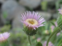 Erigeron acris podolicus