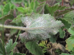 Campanula alliariifolia