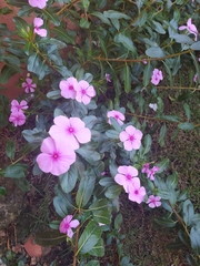 Catharanthus roseus