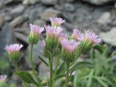 Erigeron acris podolicus