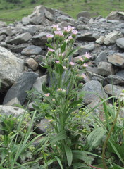 Erigeron acris podolicus