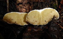 Boletus semigastroideus