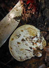 Boletus semigastroideus