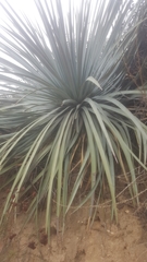 Hesperoyucca