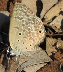 Euchrysops