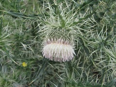 Cirsium echinus