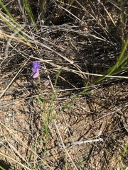 Polygala tenuifolia