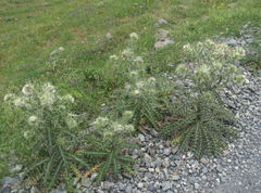 Cirsium echinus