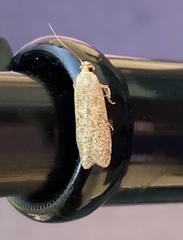 Blastobasis lacticolella