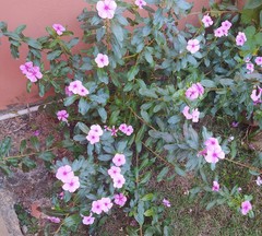 Catharanthus roseus