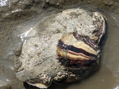 Magallana gigas