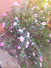Catharanthus roseus