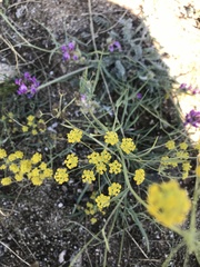 Bupleurum bicaule