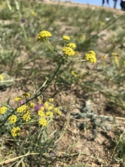 Bupleurum bicaule