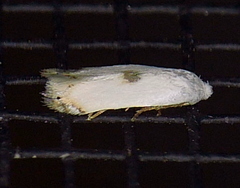 Pseudopostega quadristrigella