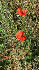 Papaver rhoeas