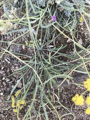 Bupleurum bicaule