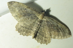 Philereme transversata