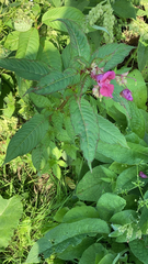 Impatiens glandulifera