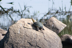 Emys orbicularis occidentalis