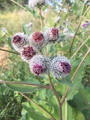 Arctium tomentosum