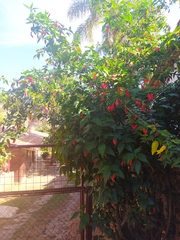 Malvaviscus arboreus