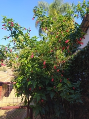 Malvaviscus arboreus