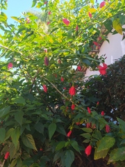Malvaviscus arboreus