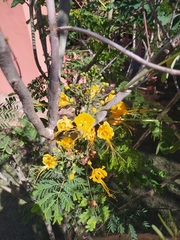 Caesalpinia pulcherrima flava