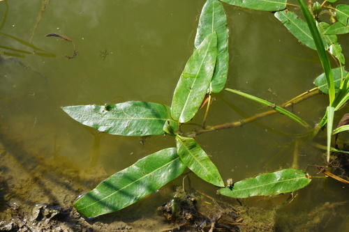 horčiak obojživelný (Persicaria amphibia)