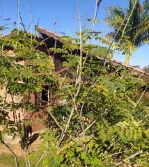 Caesalpinia pulcherrima flava