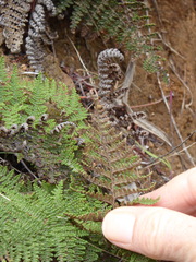 Myriopteris clevelandii