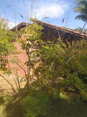 Caesalpinia pulcherrima flava